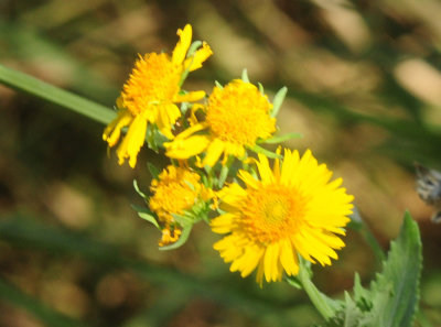 930cooks 034cowpendaisies.jpg