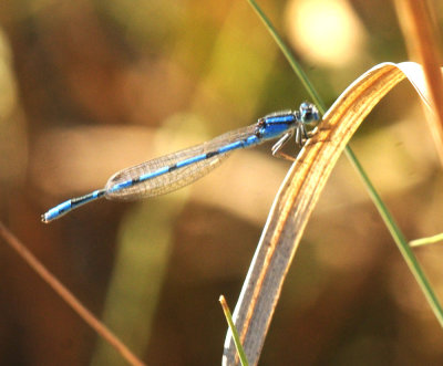930cooks 036familiarbluet.jpg