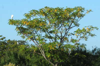 930cooks 049chinaberryegrets.jpg