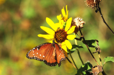 930cooks 062queensunflower.jpg