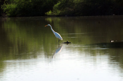 930cooks 069greategret.jpg