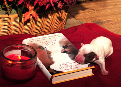1025pups 010pup2.jpg