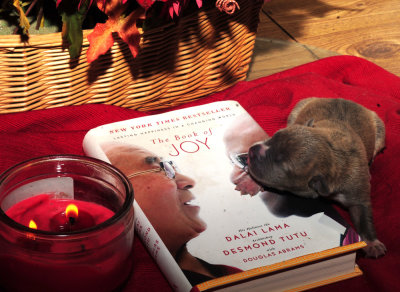 1025pups 016pup4.jpg
