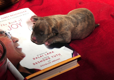1025pups 020pup5.jpg