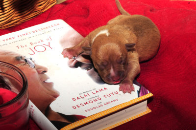 1025pups 023pup6.jpg
