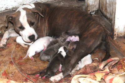1024cooks 126mamapups.jpg
