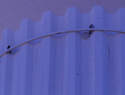 14peregrinespair222222222222.JPG