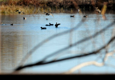 18waterfowl.JPG