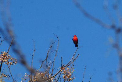 113vermilion22222222.JPG