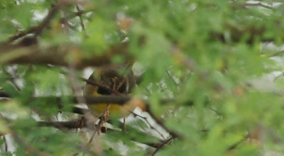119commonyellowthroat2555555555.JPG
