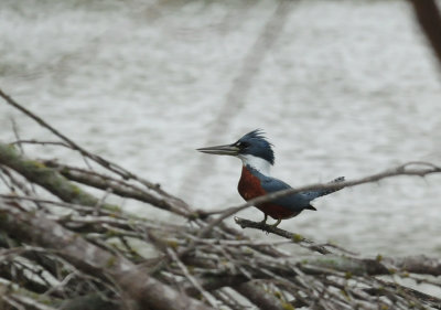119ringedkingfisher2sszzzzzzzzzzzzzz.JPG