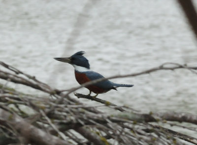 119ringedkingfisher23333333333.JPG