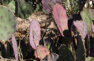 118cactus.JPG