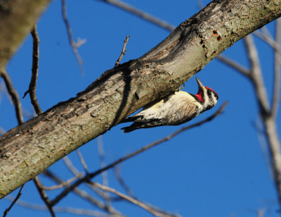 33yellowbelliedsapsucker12345.JPG