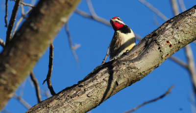 33yellow bellied sapsucker.JPG