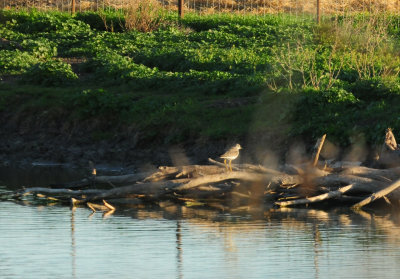 33greateryellowlegs.JPG