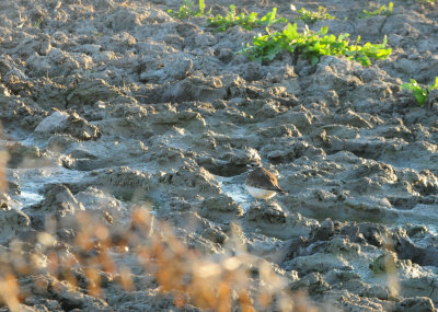 33killdeer.JPG