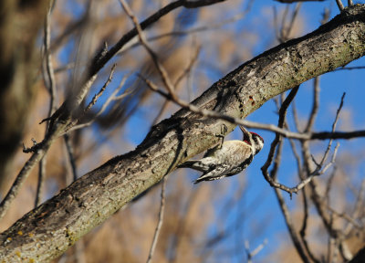 33yellowbellied2345.JPG