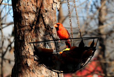 33cardinal3333333333.JPG