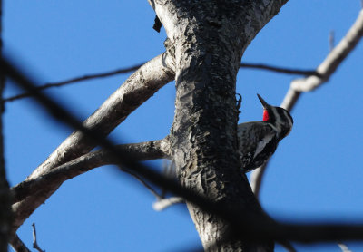 33yellowbelliedwoodpecker.JPG