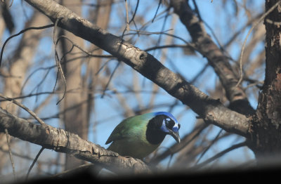 37greenjay999999.JPG