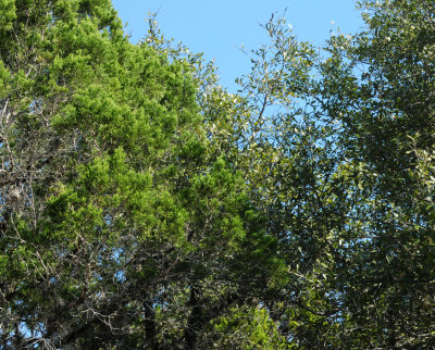 37juniperliveoak22222222.JPG