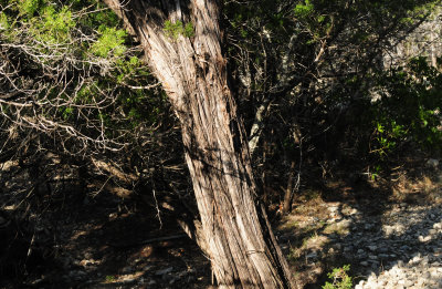 37portrait tree.JPG
