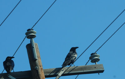 37commmonravens.JPG