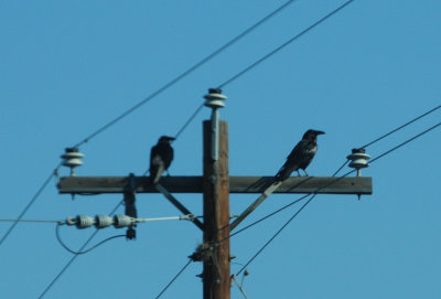 37ccommonravens.JPG