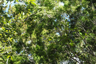37juniper live oak 22.JPG