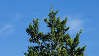 37ashjuniper.JPG