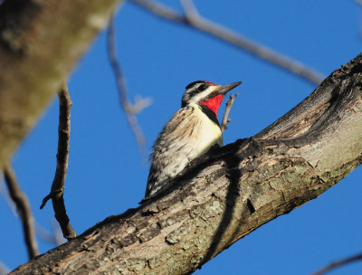 37YBSapsucker44444444.JPG