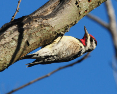 37yellowbelliedsapsucker.JPG