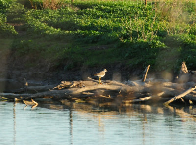 37greateryellowlegs222222222222.JPG