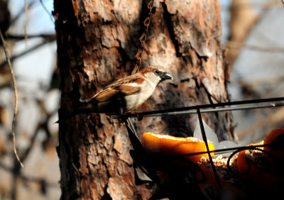 37housesparrow.JPG