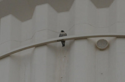 37peregrine2222.JPG