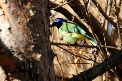 37greenjay.JPG