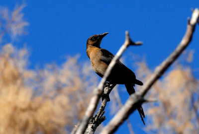 33greattailedgrackle.JPG