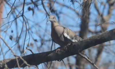 33wwdove.JPG