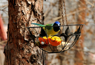 37green jay 345.JPG