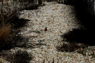 38americanrobin.JPG