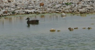 38gadwall.JPG