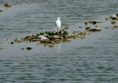 38snowyegret.JPG