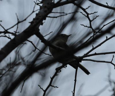 38rubycrownedkinglet.JPG