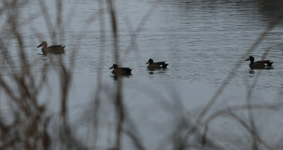 38bluewingedteals.JPG