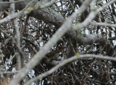 38coyellowthroat.JPG