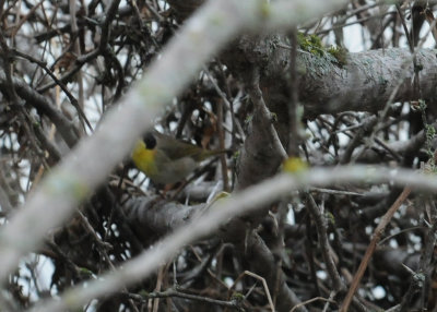 38commonyellowthroat.JPG