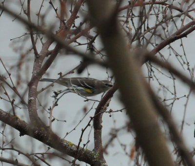 38yellowrumpedwarbler.JPG