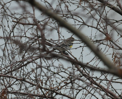 38yellowrumped.JPG