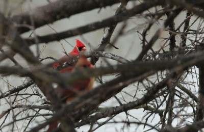 38cardinals.JPG